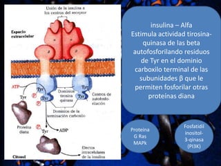 insulina – Alfa
Estimula actividad tirosinaquinasa de las beta
autofosforilando residuos
de Tyr en el dominio
carboxilo terminal de las
subunidades β que le
permiten fosforilar otras
proteínas diana

Proteina
G Ras
MAPk

Fosfatidil
inositol3-qinasa
(PI3K)

 