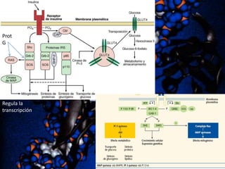 Prot
G

Regula la
transcripción

 