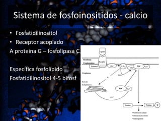Sistema de fosfoinositidos - calcio
• Fosfatidilinositol
• Receptor acoplado
A proteina G – fosfolipasa C
Específica fosfolípido
Fosfatidilinositol 4-5 bifosf

 