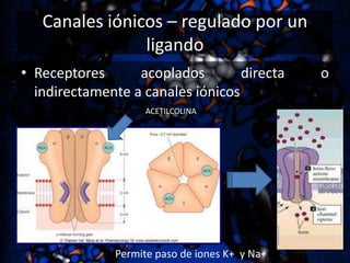 Canales iónicos – regulado por un
ligando
• Receptores
acoplados
directa
indirectamente a canales iónicos
ACETILCOLINA

Permite paso de iones K+ y Na+

o

 