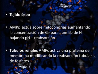 • Tejido óseo
• AMPc actúa sobre mitocondrias aumentando
la concentración de Ca para aum lib de H
bajando pH – reabsorción
• Tubulos renales AMPc activa una proteína de
membrana modificando la reabsorción tubular
de fosfatos

 