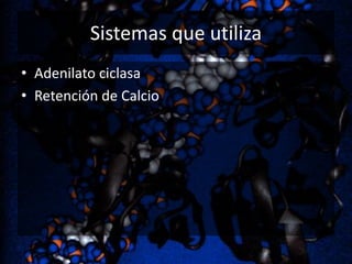 Sistemas que utiliza
• Adenilato ciclasa
• Retención de Calcio

 