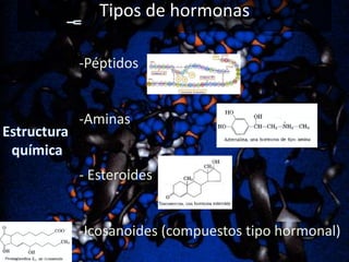 Tipos de hormonas
-Péptidos

-Aminas

- Esteroides

-Icosanoides (compuestos tipo hormonal)

 