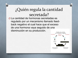 ¿Quién regula la cantidad 
secretada? 
O La cantidad de hormonas secretadas es 
regulado por un mecanismo llamado feed-back 
negativo el cual hace que el exceso 
de una hormona vaya seguido de una 
disminución en su producción. 
