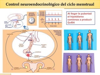 Control neuroendocrinológico del ciclo menstrual
Al llegar la pubertad
el hipotálamo
comienza a producir
GnRH
 