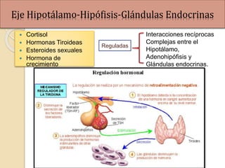  Cortisol
 Hormonas Tiroideas
 Esteroides sexuales
 Hormona de
crecimiento
Reguladas
Interacciones recíprocas
Complejas entre el
Hipotálamo,
Adenohipófisis y
Glándulas endocrinas.
Eje Hipotálamo-Hipófisis-Glándulas Endocrinas
 