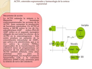 ACTH , esteroides suprarrenales y farmacología de la corteza
suprarrenal
Mecanismo de acción
La ACTH estimula la síntesis y la
liberación de hormonas
corticosuprarrenales las acciones de la
ACTH para aumentar la producción
de hormonas esteriodeas .La ACTH al
unirse a MC2R activa la vía de Gs-
adenililciclasa–AMP cíclico–PKA.El
AMP cíclico es el segundo mensajero
obligado de casi todos los efectos de la
ACTH en la esteroidogenesis . Esta
unión produce un aumento de la
concentración intracelular de AMPc,
que activa a la adenilciclasa, que a su
vez activa la enzima P450scc
responsables de la transformación del
colesterol neces en pregnenolona, un
precursor de los glucocorticoides. La
ACTH también estimula, entre otras
proteínas arias para la
esteroidogénesis, los receptores para la
lipoproteína LDL y la coenzima
reductasa (HMG-CoA), necesaria para
la síntesis de novo del colesterol.
 