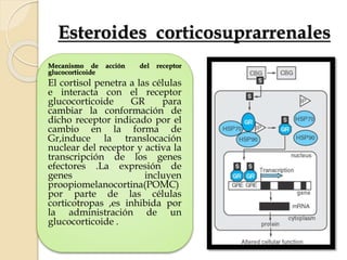 Esteroides corticosuprarrenales
Mecanismo de acción del receptor
glucocorticoide
El cortisol penetra a las células
e interacta con el receptor
glucocorticoide GR para
cambiar la conformación de
dicho receptor indicado por el
cambio en la forma de
Gr,induce la translocación
nuclear del receptor y activa la
transcripción de los genes
efectores .La expresión de
genes incluyen
proopiomelanocortina(POMC)
por parte de las células
corticotropas ,es inhibida por
la administración de un
glucocorticoide .
 