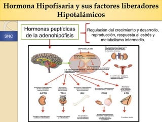 Hormona Hipofisaria y sus factores liberadores
Hipotalámicos
Hormonas peptídicas
de la adenohipófisis
Regulación del crecimiento y desarrollo,
reproducción, respuesta al estrés y
metabolismo intermedio.
SNC
 