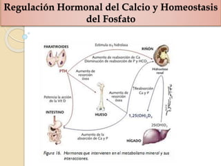 Regulación Hormonal del Calcio y Homeostasis
del Fosfato
 