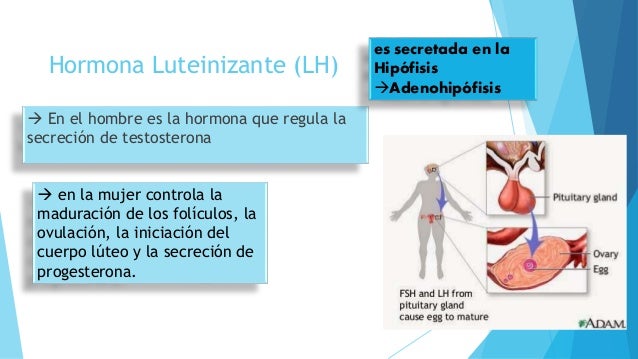Hormonas