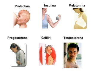Prolactina Insulina Melatonina Progesterona GHRH Testosterona 