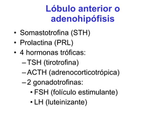Lóbulo anterior o adenohipófisis Somastotrofina (STH) Prolactina (PRL) 4 hormonas tróficas: TSH (tirotrofina) ACTH (adrenocorticotrópica) 2 gonadotrofinas: FSH (folículo estimulante) LH (luteinizante) 