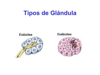 Tipos de Glándula 