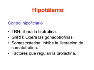 Hipotálamo Control hipoficiario TRH: libera la tirotrofina. GnRH: Libera las gonadotrofinas. Somastostatina: inhibe la liberación de somatotrofina. Factores que regulan la prolactina. 