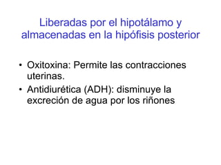 Liberadas por el hipotálamo y almacenadas en la hipófisis posterior Oxitoxina: Permite las contracciones uterinas. Antidiurética (ADH): disminuye la excreción de agua por los riñones 