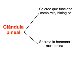 Glándula pineal Se cree que funciona como reloj biológico Secreta la hormona melatonina 