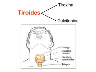 Tiroides Tiroxina Calcitonina 