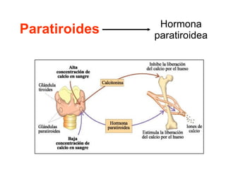 Paratiroides Hormona paratiroidea 