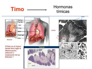 Timo Hormonas tímicas 