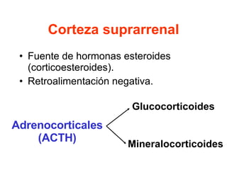 Corteza suprarrenal Fuente de hormonas esteroides (corticoesteroides). Retroalimentación negativa. Adrenocorticales (ACTH) Glucocorticoides Mineralocorticoides 