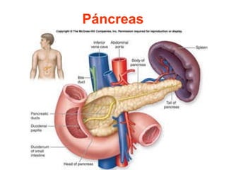 Páncreas 