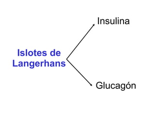 Islotes de Langerhans Insulina Glucagón 