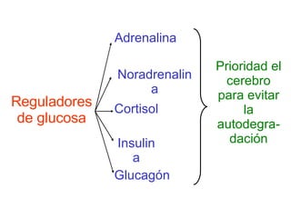 Reguladores de glucosa Adrenalina Noradrenalina Cortisol Insulina Glucagón Prioridad el cerebro para evitar la autodegra-dación 
