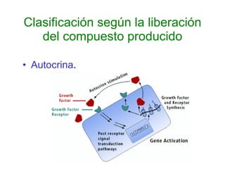 Clasificación según la liberación del compuesto producido Autocrina . 