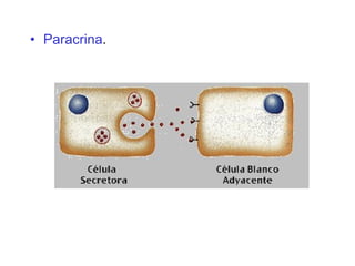 Paracrina . 