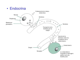 Endocrina 