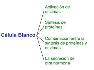 Célula Blanco Activación de enzimas Síntesis de proteínas Combinación entre la síntesis de proteínas y enzimas La secreción de otra hormona 