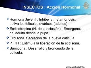 www.jvilchez2009.
INSECTOS : Acción Hormonal
Hormona Juvenil : Inhibe la metamorfosis,
activa los folículos ováricos (adultos)
Ecdisotropina (H. de la eclosión) : Emergencia
del adulto desde la pupa.
Ecdisona. Secreción de la nueva cutícula.
PTTH : Estimula la liberación de la ecdisona.
Bursicona : Desarrollo y bronceado de la
cutícula.
 
