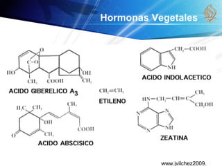 www.jvilchez2009.
Hormonas Vegetales
 