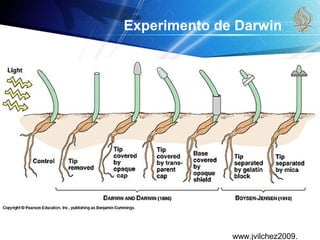 www.jvilchez2009.
Experimento de Darwin
 