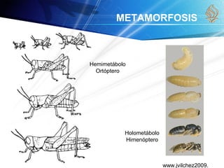 www.jvilchez2009.
METAMORFOSIS
Hemimetábolo
Ortóptero
Holometábolo
Himenóptero
 