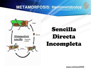 www.jvilchez2009.
METAMORFOSIS: Hemimetábolos
Sencilla
Directa
Incompleta
 