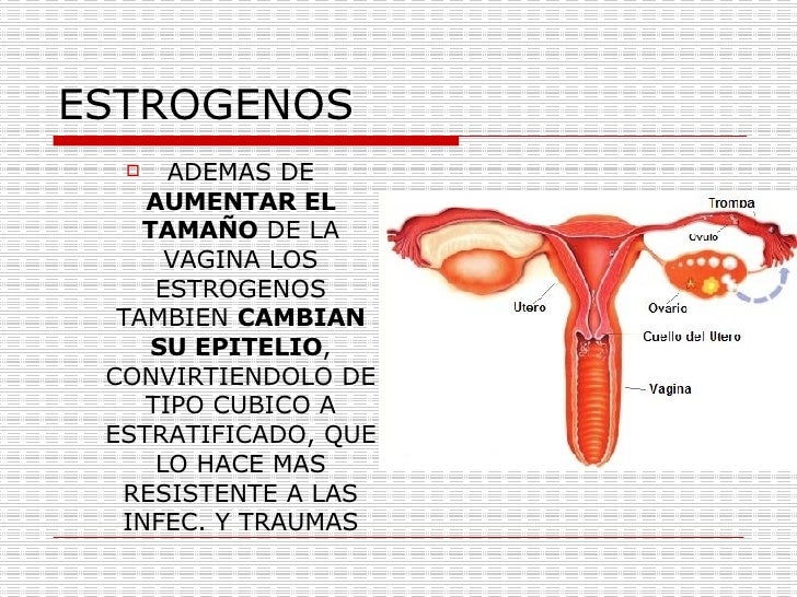 Los trajes de baño blancos a un pequeño pecho