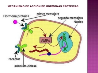MECANISMO DE ACCIÓN DE HORMONAS PROTEICAS
 
