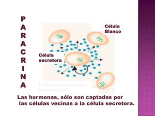 Célula
Blanco
Célula
secretora
La hormona se trasmite a
través del LEC
P
A
R
A
C
R
I
N
A
Las hormonas, sólo son captadas p...