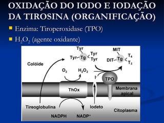 OXIDAÇÃO DO IODO E IODAÇÃO DA TIROSINA (ORGANIFICAÇÃO) Enzima: Tiroperoxidase (TPO) H 2 O 2  (agente oxidante) 
