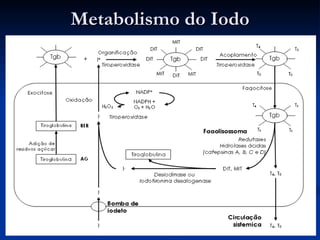 Metabolismo do Iodo 