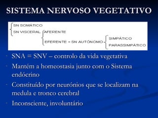 SNA = SNV – controlo da vida vegetativa Mantém a homeostasia junto com o Sistema endócrino Constituído por neurónios que se localizam na medula e tronco cerebral Inconsciente, involuntário SISTEMA NERVOSO VEGETATIVO 