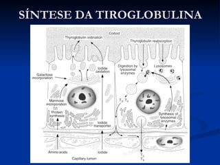 SÍNTESE DA TIROGLOBULINA 