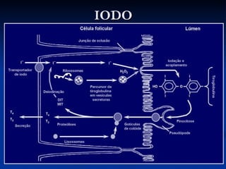 IODO 