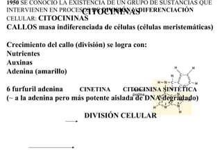 CITOCININAS 1950  SE CONOCIÓ LA EXISTENCIA DE UN GRUPO DE SUSTANCIAS QUE INTERVIENEN EN PROCESOS DE  DIVISIÓN  Y  DIFERENCIACIÓN  CELULAR:  CITOCININAS CALLOS masa indiferenciada de células (células meristemáticas) Crecimiento del callo (división) se logra con: Nutrientes Auxinas Adenina (amarillo) 6 furfuril adenina  CINETINA  CITOCININA SINTÉTICA ( ~  a la adenina pero más potente aislada de DNA degradado) DIVISIÓN CELULAR 