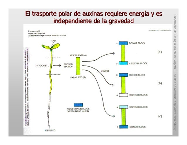 TRANSPORTE DE AUXINAS EPUB DOWNLOAD TRANSPORTE DE AUXINAS EPUB DOWNLOAD