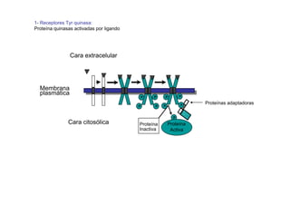 1- Receptores Tyr quinasa:
Proteína quinasas activadas por ligando




                Cara extracelular




  Membrana
  plasmática                                                    P
                                              P   P   P

                                                                P
                                                                     Proteínas adaptadoras
                                          P       P   P


                                                            P
               Cara citosólica            Proteína        Proteína
                                          Inactiva         Activa
 