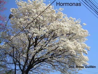 Hormonas
Dra. Rosa Guillén
 