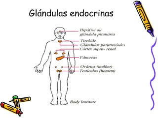 Glándulas endocrinas 